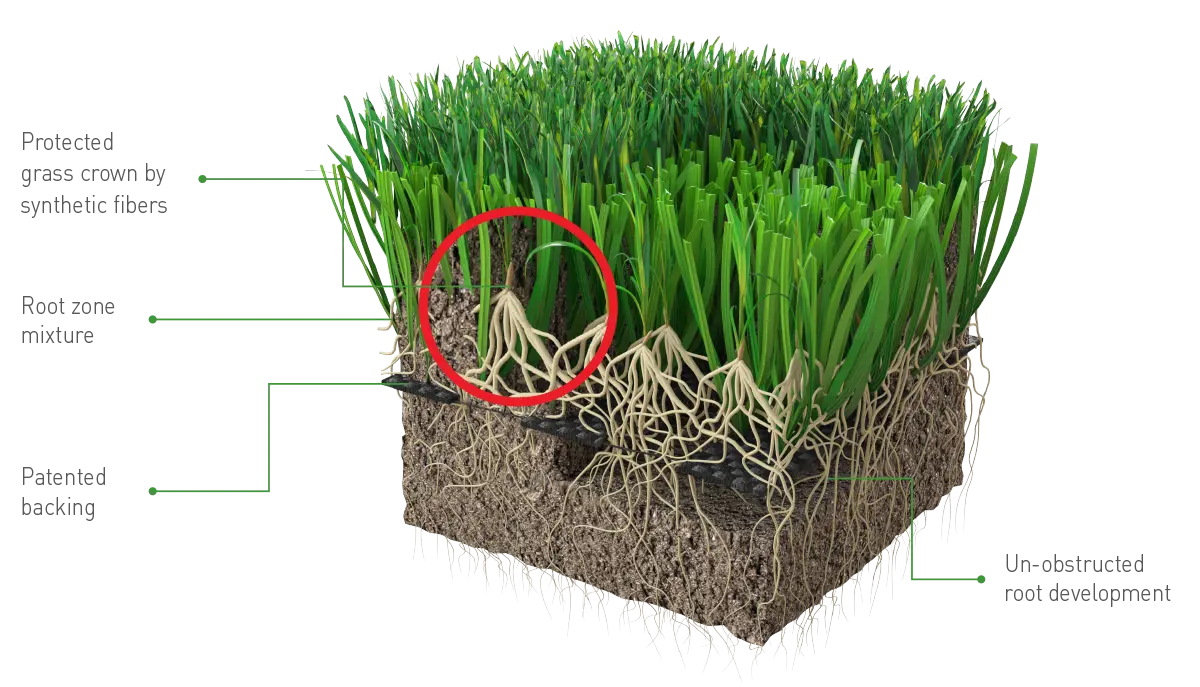 نجيل هايبرد Hybrid Grass